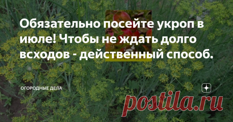 Обязательно посейте укроп в июле! Чтобы не ждать долго всходов - действенный способ. К началу июля обычно срезана на сушку вся зелень укропа, оставляю часть с зонтиками для самосева и соления.
Сушу укропа всегда много, часть замораживаю, покупать его не люблю, кто знает, как его выращивали.
Пользу укропа переоценить трудно: антиоксидант, укрепляет иммунитет, в составе имеет много полезных микроэлементов, нормализует давление, очищает желудочно – кишечный тракт, полезен при диабете