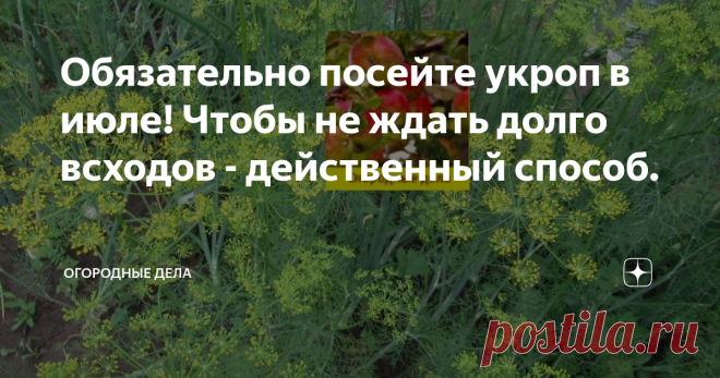 Обязательно посейте укроп в июле! Чтобы не ждать долго всходов - действенный способ. К началу июля обычно срезана на сушку вся зелень укропа, оставляю часть с зонтиками для самосева и соления.
Сушу укропа всегда много, часть замораживаю, покупать его не люблю, кто знает, как его выращивали.
Пользу укропа переоценить трудно: антиоксидант, укрепляет иммунитет, в составе имеет много полезных микроэлементов, нормализует давление, очищает желудочно – кишечный тракт, полезен при диабете