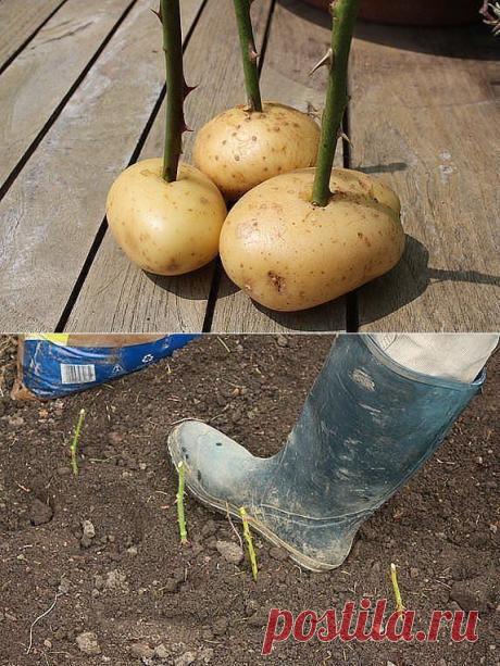 (54) Одноклассники