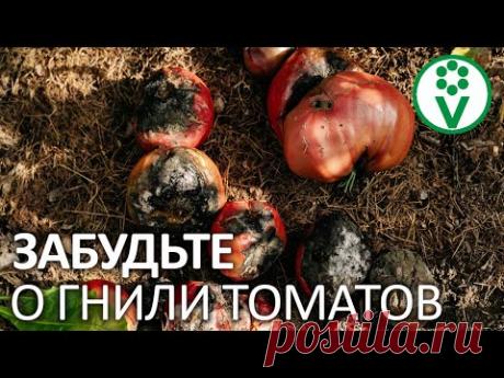 ПОСЛЕ ЭТОГО ВЕРШИННОЙ ГНИЛИ НА ТОМАТАХ НЕ БУДЕТ! Суперэффективная подкормка!