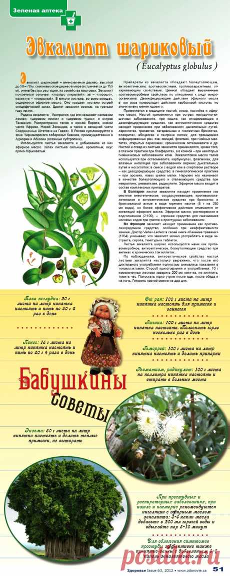 Эвкалипт шариковый
