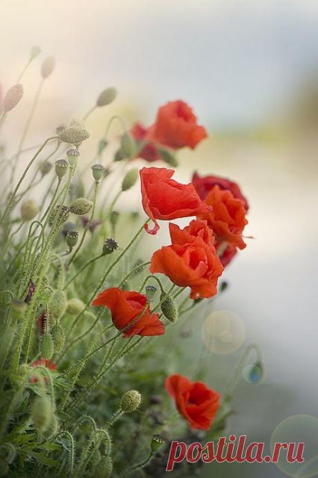 Pretty Little Red Poppies.  |  Pinterest: инструмент для поиска и хранения интересных идей