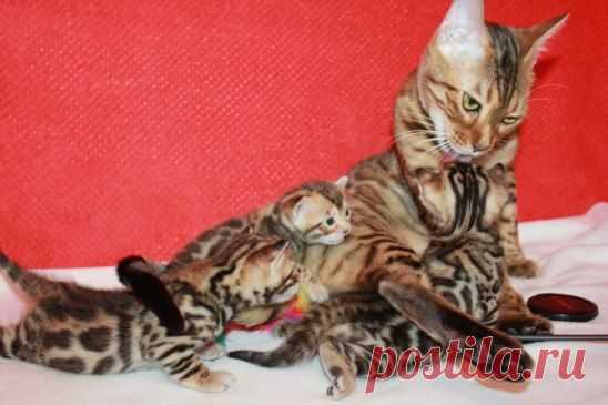 Природа - мастер маскировки! Сколько здесь мурлык?