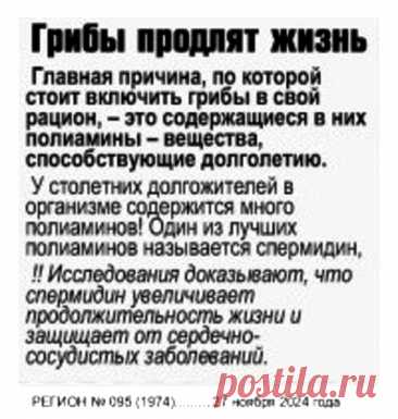 Грибы продлят жизнь
