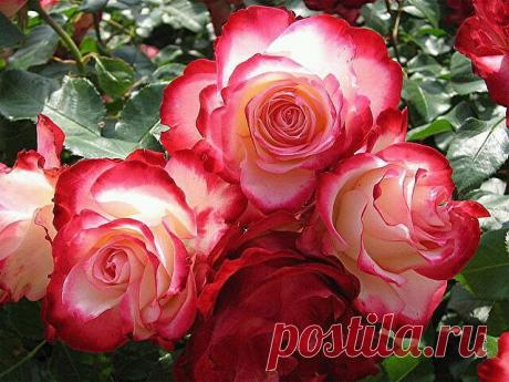 Красивые Цветы  Для Тебя