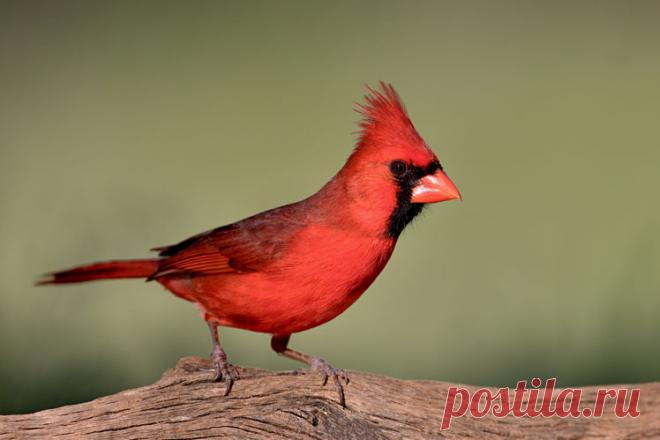 Самые необычные животные в мире (часть 54) Представляем очередную подборку удивительных существ нашей планеты самых необычных форм и расцветок