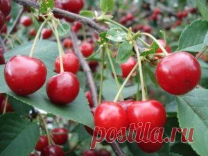 Как ухаживать за вишней весной, чтобы был хороший урожай