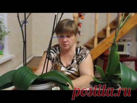 Как приручить Строптивую Орхидею?