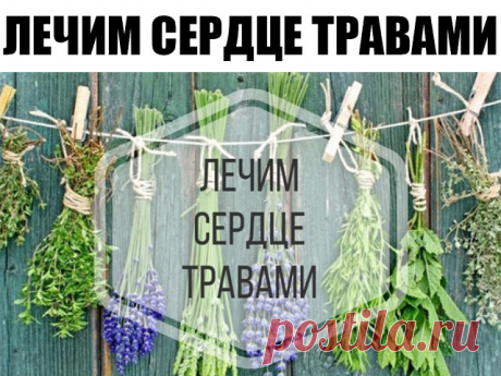 ЛЕЧИМ СЕРДЦЕ ТРАВАМИ

При гипертонии

- 2 раза в день съедайте по 1 ч.л. измельченных семян укропа. Забудете о проблемах с давлением.

При атеросклерозе

- 1 стол.лож. измельченных корней одуванчика залить стаканом кипятка, процедить. Принимать по 1/4 стакана 3-4 раза в день за 30 минут до еды.

При сердечной недостаточности

- 1 ч.л. травы желтушника залить 0,5 стакана кипятка, настаивать 2 часа. Принимать по 1 ст.лож. настоя 3 раза в день в течение 20 дней.

При замедлен...