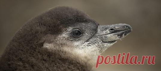 Птенцы африканских пингвинов даром что очковые, а совсем не боятся нырять в большой бассейн! Посмотрите, как пингвинята с милыми ирокезами учатся плавать — совсем скоро им можно будет присоединиться ко всей остальной пингвиньей колонии в зоопарке, и нельзя ударить клювом в грязь 🐧