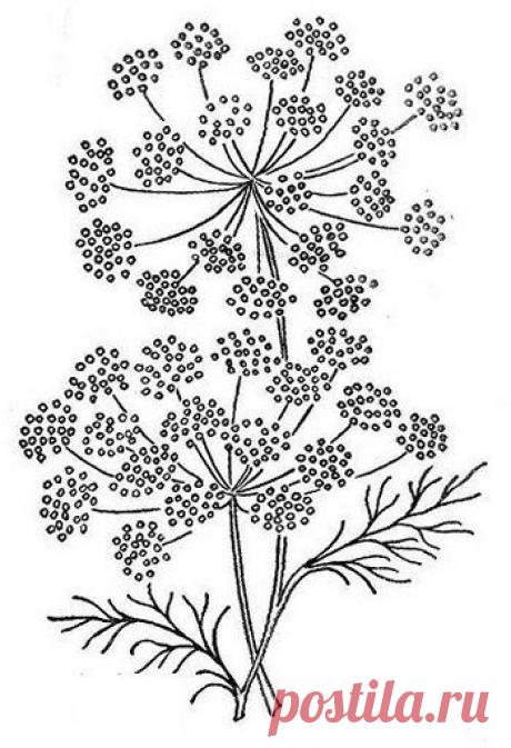 ���� #3 - ����� �� ������� - pud