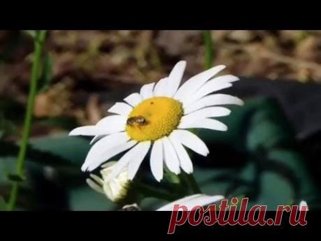 Классика в современной обработке  / Сlassical music with a modern twist