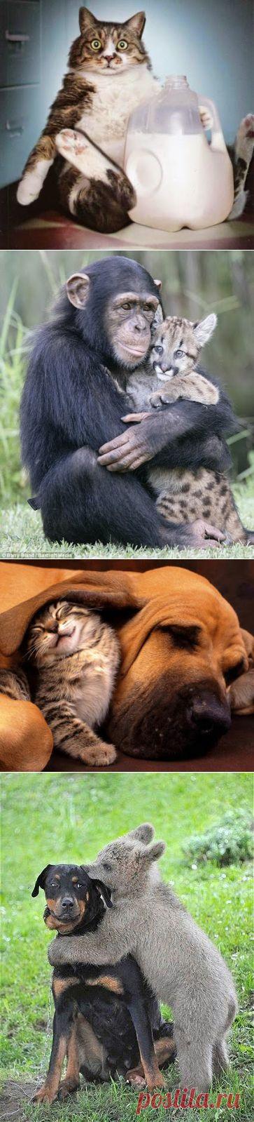 Интересное фото и видео – Фото: Животные – Community – Google+