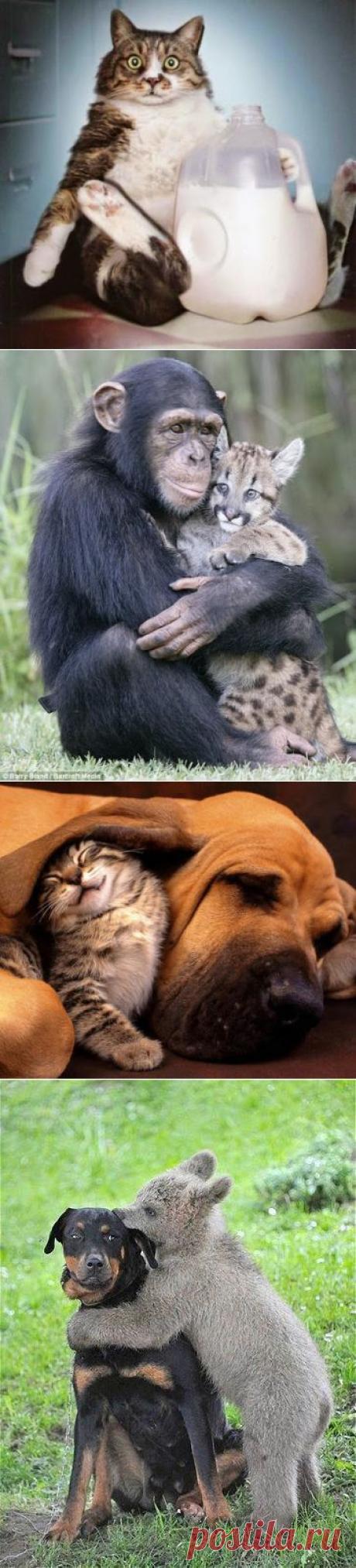 Интересное фото и видео – Фото: Животные – Community – Google+