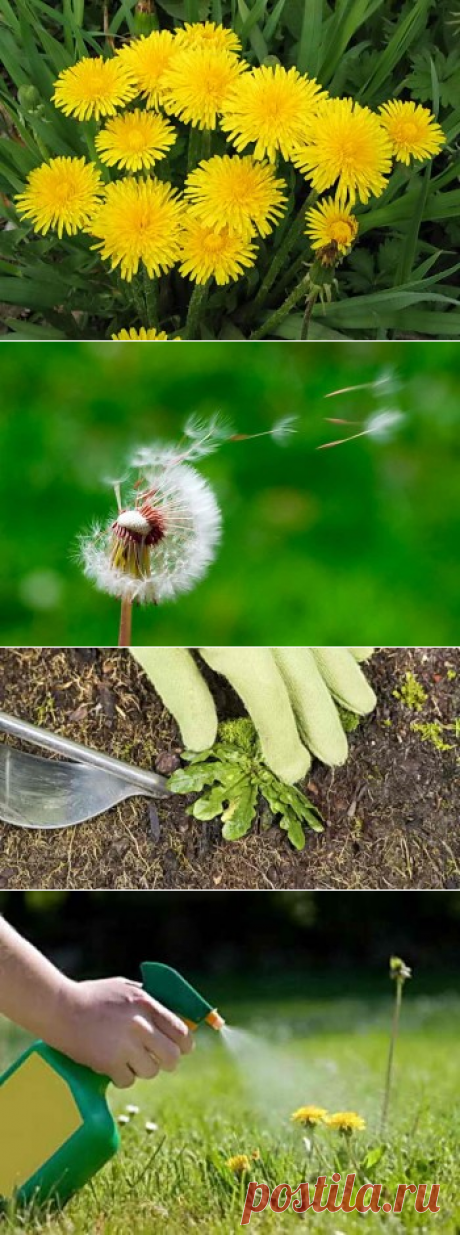 Избавиться от одуванчиков не проблема, пару дельных советов | Дача - впрок