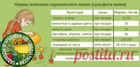 Поговорим о нормах внесения сульфата калия