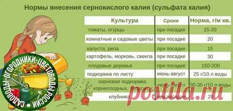 Поговорим о нормах внесения сульфата калия