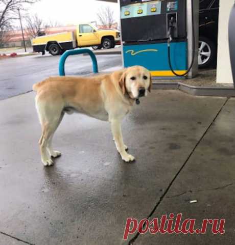 Парень хотел помочь бродячей собаке. Но странный медальон на её шее круто развернул все события! 




Для Тайлера Уилсона день начался совершенно обычно. Он проснулся, принял душ, съел завтрак и поехал на заправку. Пока железный конь наполнял нутро бензином, Тайлер огляделся вокруг и… заметил на …