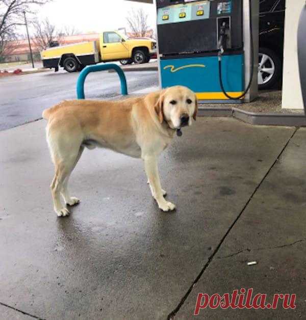 Парень хотел помочь бродячей собаке. Но странный медальон на её шее круто развернул все события! 




Для Тайлера Уилсона день начался совершенно обычно. Он проснулся, принял душ, съел завтрак и поехал на заправку. Пока железный конь наполнял нутро бензином, Тайлер огляделся вокруг и… заметил на …