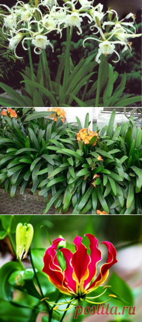 Комнатные луковичные растения: фото, название и описание самых популярных цветов