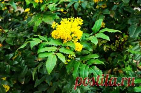 Семь кустарников, которые можно высаживать под деревьями - Идеальная хозяйка