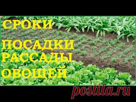 Сроки посадки овощей на рассаду.