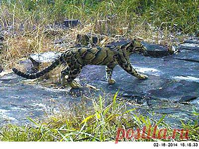 Дымчатый леопард — Neofelis nebulosa