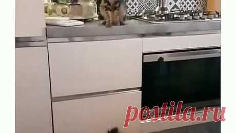 video_2556515912309.mp4