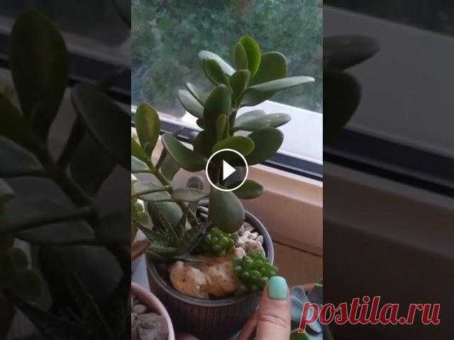 Обзор композиций из суккулентов на подарок! Композиции из суккулентов идеально подойдут под любой домашний интерьер????⠀ ⠀ ????Суккуленты в наличии от 700 тг⠀ ????Композиции на заказ⠀ ????Корпор...