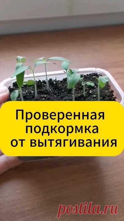 Ваша рассада тянется вверх, становясь тонкой и слабой? Откройте секрет эффективной подкормки, которая укрепляет стебли и стимулирует правильное развитие раст...