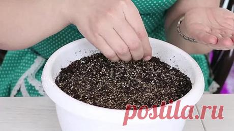 ПЕТУНИЯ БЕЗ ПИКИРОВКИ! Рассада петунии!