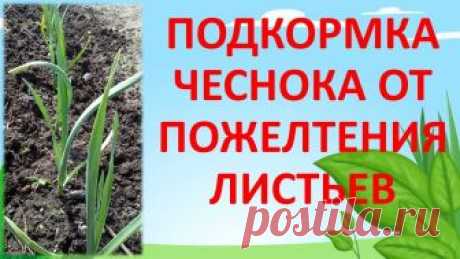 ПОДКОРМКА ЧЕСНОКА ОТ ПОЖЕЛТЕНИЯ ЛИСТЬЕВ