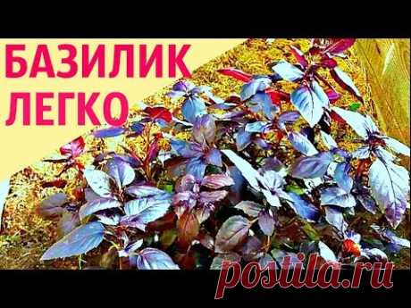 Как ЛЕГКО посадить и вырастить БАЗИЛИК