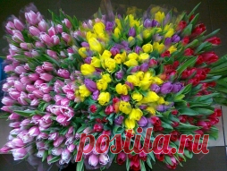 Средства по уходу за растениями - Садоводка