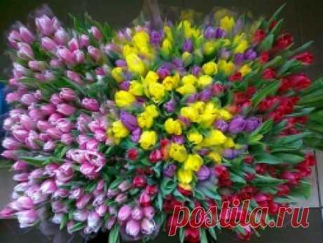 Средства по уходу за растениями - Садоводка