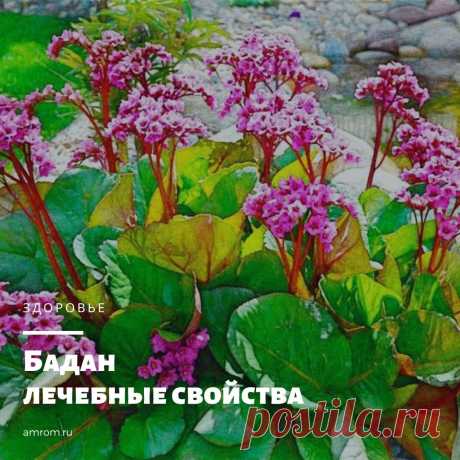 Бадан лечебные свойства. Вечнозеленая травянистая культура – бадан, лечебные свойства которой ярко проявляются в борьбе с воспалениями, головными болями, недугами кишечника, гипертонией. Еще известна…