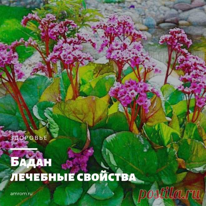 Бадан лечебные свойства. Вечнозеленая травянистая культура – бадан, лечебные свойства которой ярко проявляются в борьбе с воспалениями, головными болями, недугами кишечника, гипертонией. Еще известна…