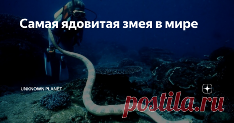 Самая ядовитая змея в мире Особенности морской змеи белчера
Морская змея Белчера - очень ядовитый вид змеи из семейства аспидов. Считается одной из самых смертоносных змей, из-за своего мощного яда, одна капля яда Морской змеи Белчера может убить человека за считанные минуты. Взрослая особь вырастает до внушительной длины (около 1 метра) и имеет тонкое тело хромового цвета с жёлтыми и зелёными полосами. Морская змея
