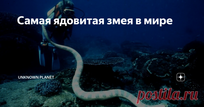 Самая ядовитая змея в мире Особенности морской змеи белчера
Морская змея Белчера - очень ядовитый вид змеи из семейства аспидов. Считается одной из самых смертоносных змей, из-за своего мощного яда, одна капля яда Морской змеи Белчера может убить человека за считанные минуты. Взрослая особь вырастает до внушительной длины (около 1 метра) и имеет тонкое тело хромового цвета с жёлтыми и зелёными полосами. Морская змея