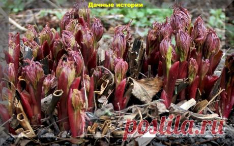 Начало мая: первая подкормка пионов для пышного цветения