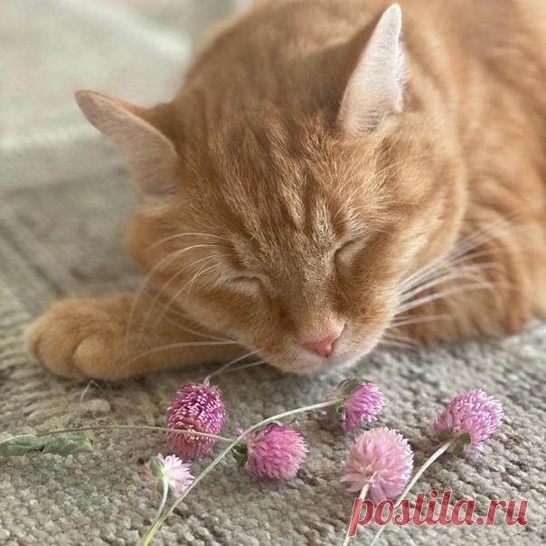 Весенний ветер несет запах счастья...