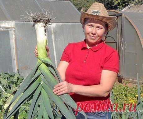 Все про лук