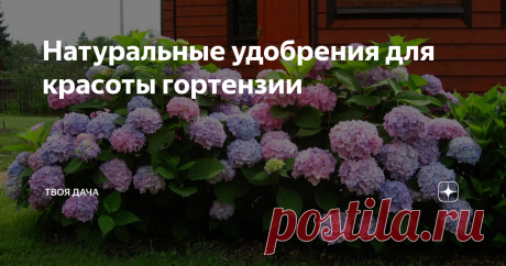 Натуральные удобрения для красоты гортензии Гортензию можно встретить на многих приусадебных участках. Она выращивается на клумбах и в цветниках. Радует красотой цветением, зеленью листвы, источаемым неповторимым запахом. Но чтобы растение было крепким, здоровым, привлекательным, ей потребуется надлежащий, своевременный уход. Большое внимание нужно уделять подкормкам. Бывалые цветоводы советуют использовать для этой цели натуральные удобрен