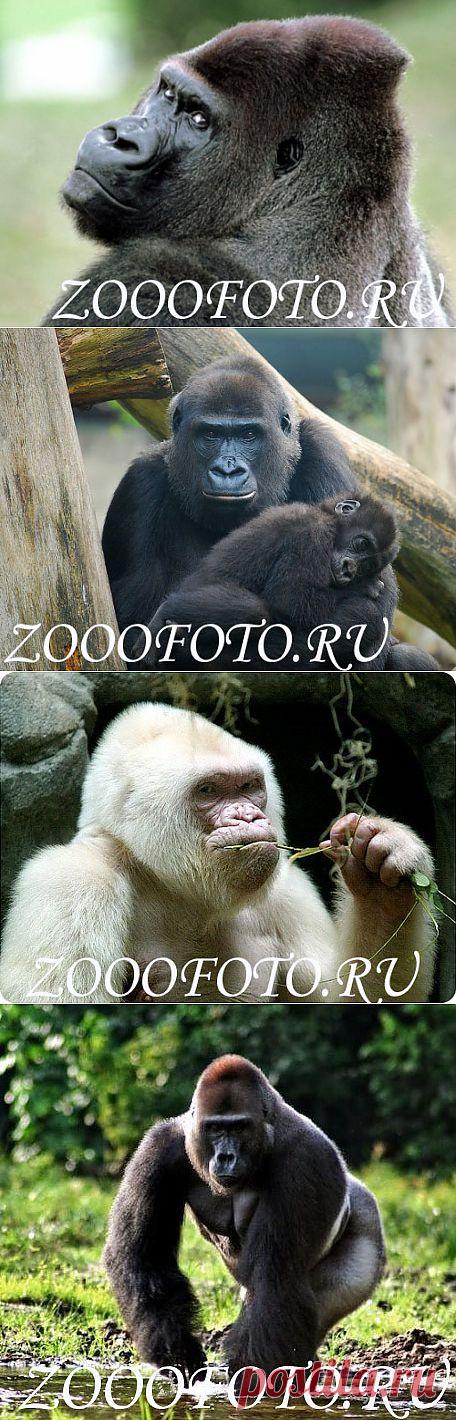 Фото животных - ЗооФото - Обезьяна горилла - самая большая из всех приматов. фото гориллы