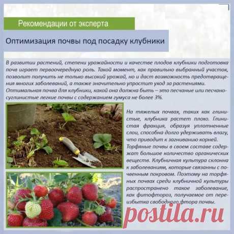 календарь ухода за малиной с весны до осени: 2 тыс изображений найдено в Яндекс.Картинках