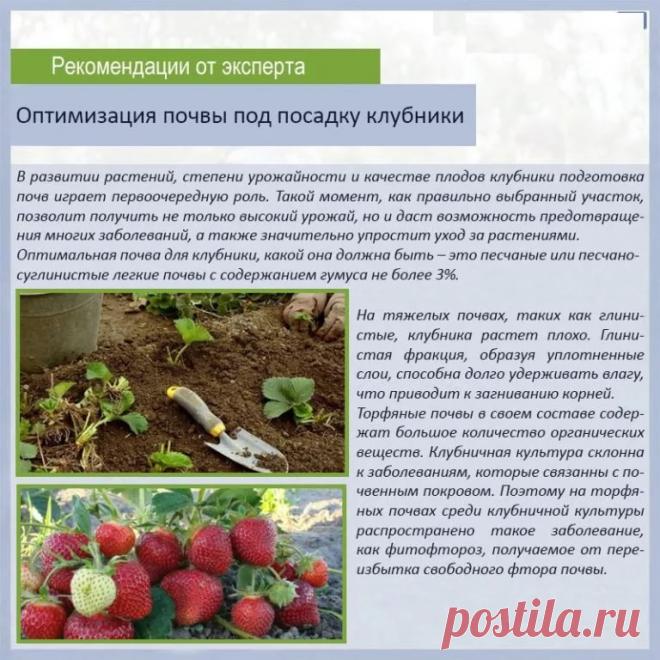 календарь ухода за малиной с весны до осени: 2 тыс изображений найдено в Яндекс.Картинках