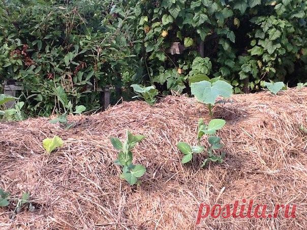 Откажитесь от копки-перекопки