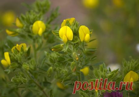 Lotus edulis - Лядвенец съедобный