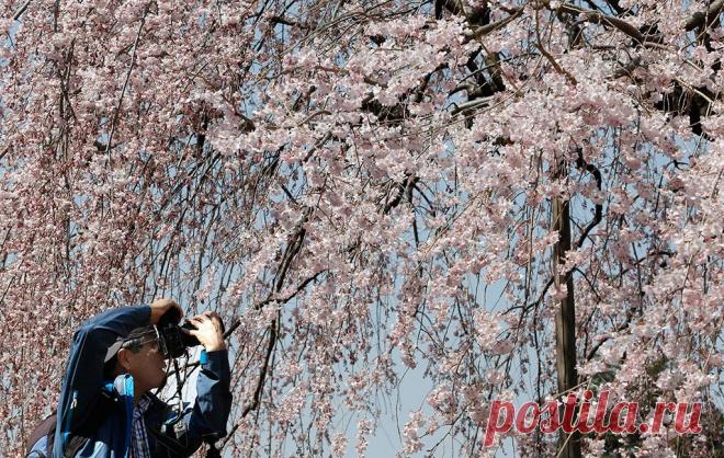 Фотогалерея: В Японии начинается цветение сакуры - Новости Mail.Ru