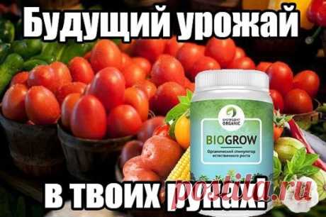 Не думала, что урожай может быть таким большим
У меня частный дом, есть огород небольшой, чуть больше сотки. Выращиваю на нем зелень, пару помидорчиков, огурцы, виноград. Но особого урожая никогда и не было – так, на салатик хватало. А огурцы и морковка – так вообще не хотели плодиться, пару несчастных маленьких «калек» появится, и все. У нас просто климат засушливый, и земля глинистая. Удобрения особо не помогали.
В том году прочла про новое био-удобрение BioGrow Plus, за него очень хорошо